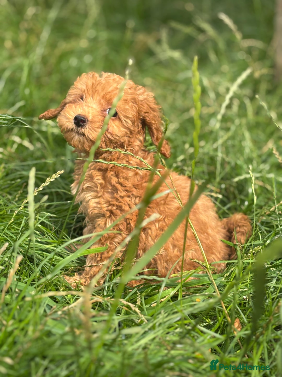 Miniature Poodle dogs for sale: Gorgeous apricot miniature poodle puppies - Image 10