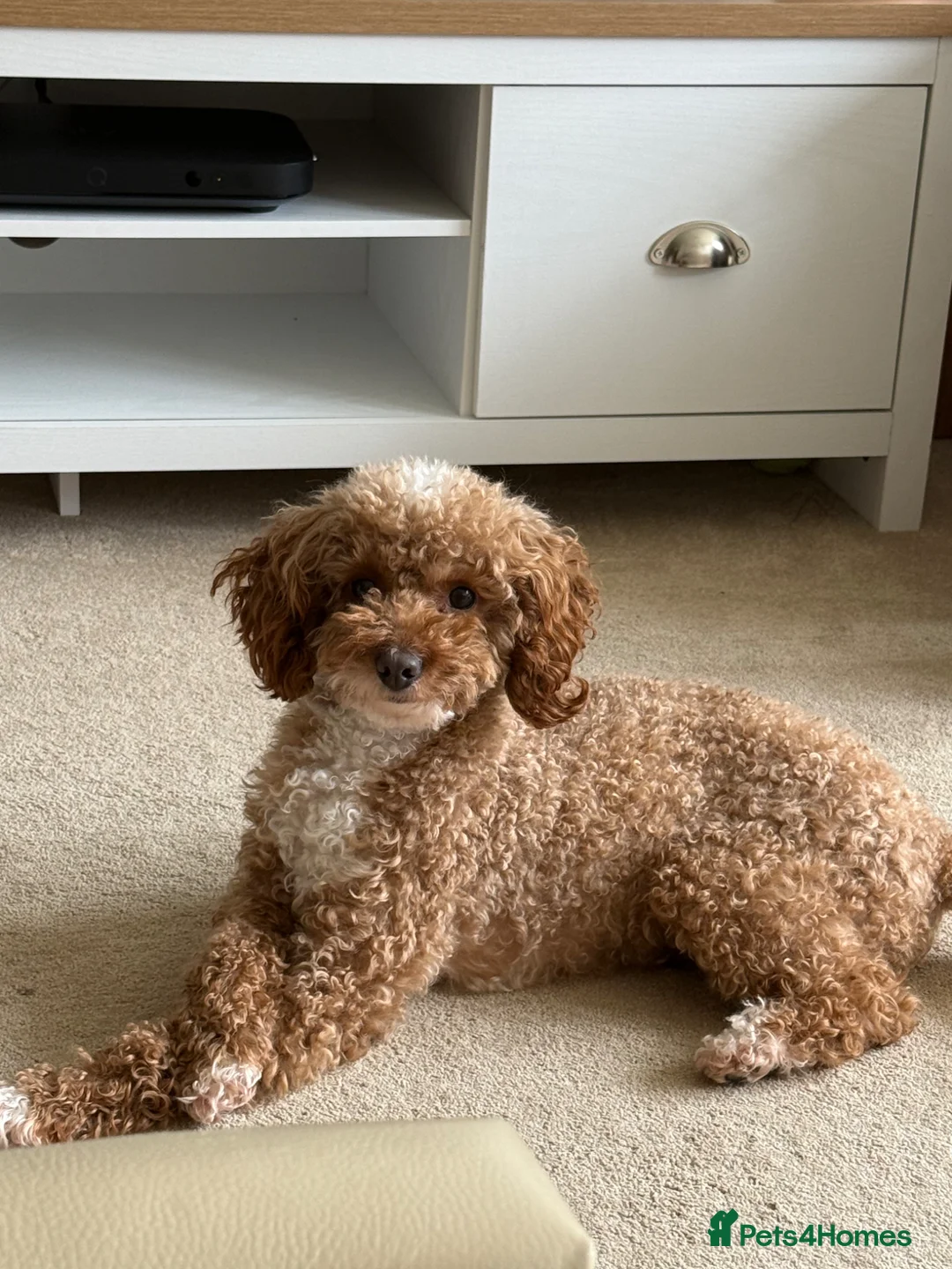 Miniature Poodle dogs for stud: Miniature Poodle for STUD - Advert 1