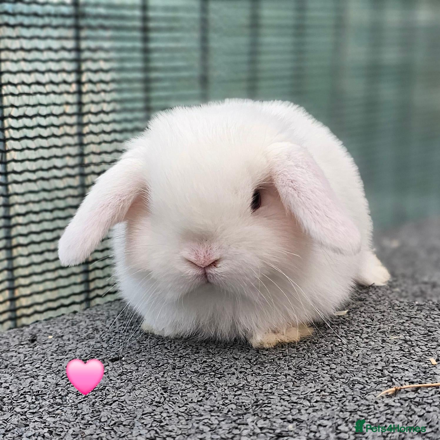 Mini Lop rabbits Vaccinated Mini Lops  - Advert 9