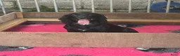 Mixed Breed dogs for sale: Sprollie puppies  - Advert 1