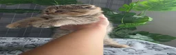 Scottish Fold cats for sale: Beautiful Scottish Fold & Straight Cross Kittens - Advert 17