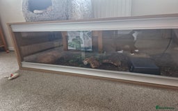 Snake reptiles for sale: Male Royal Python With Full Setup  - Image 2