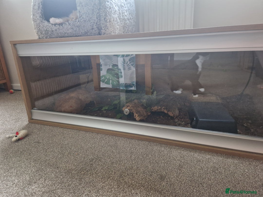 Snake reptiles for sale: Male Royal Python With Full Setup  - Image 2
