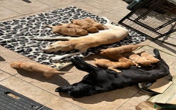 Labrador Retriever dogs for sale: Family/Working bred KC Labradors - Image 27