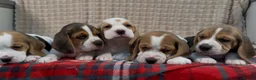 Beagle dogs for sale: BEAUTIFUL (SHOW TYPE) BEAGLE PUPPIES READY NOW - Advert 28