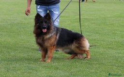 German Shepherd dogs for sale: Stunning German Shepherd Long hair puppies 🥰🔥 - Image 13