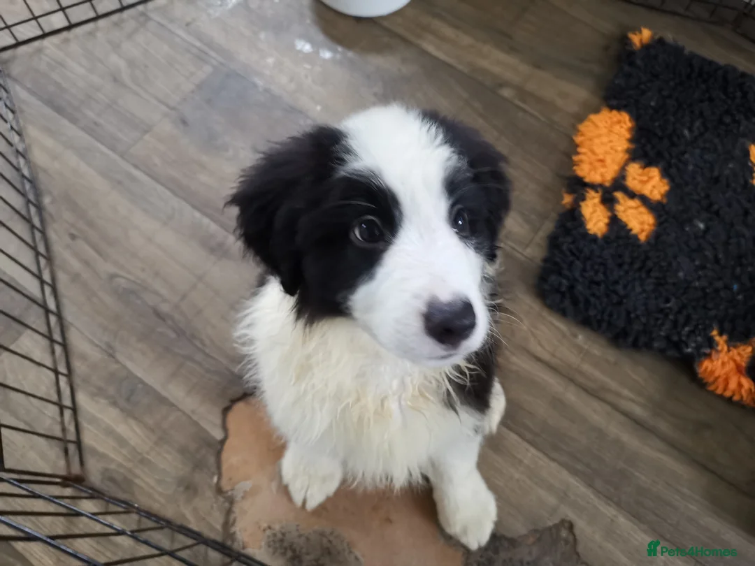 Mixed Breed dogs for sale: Beautiful Bordernese Puppies - Advert 2