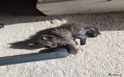 Maine Coon cats for sale: Kittens for sale - Image 2