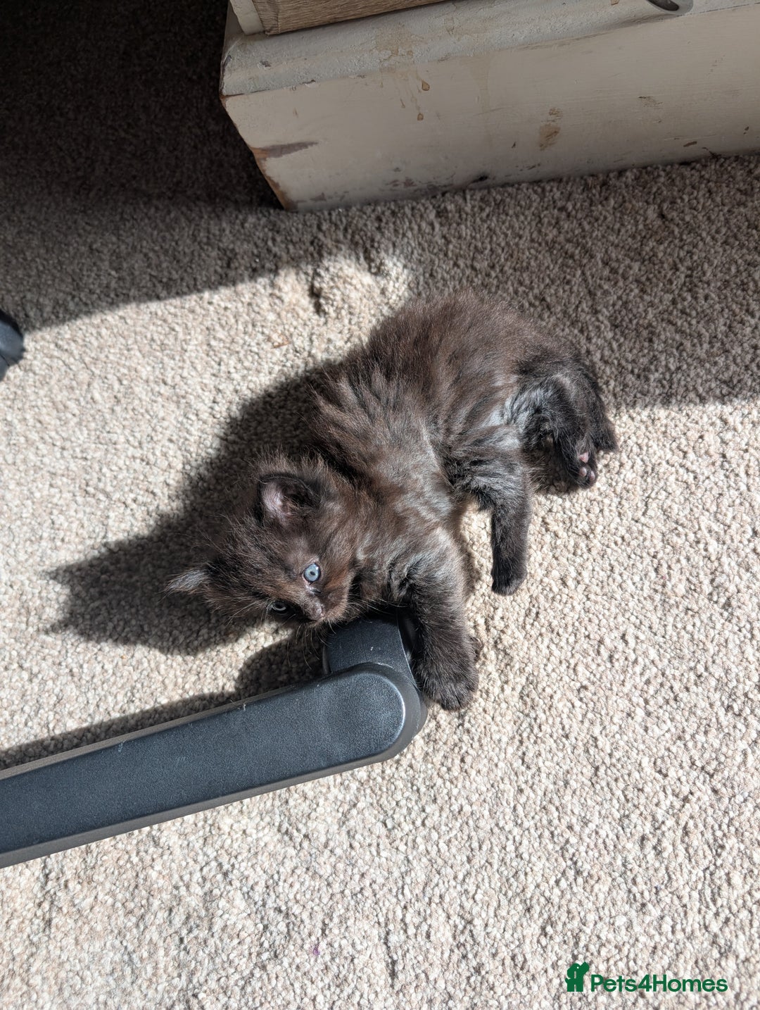 Maine Coon cats for sale: Kittens for sale - Image 2