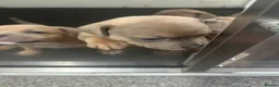 Staffordshire Bull Terrier dogs for sale: Blue fawn tri Staffordshire bull terrier puppys - Advert 27