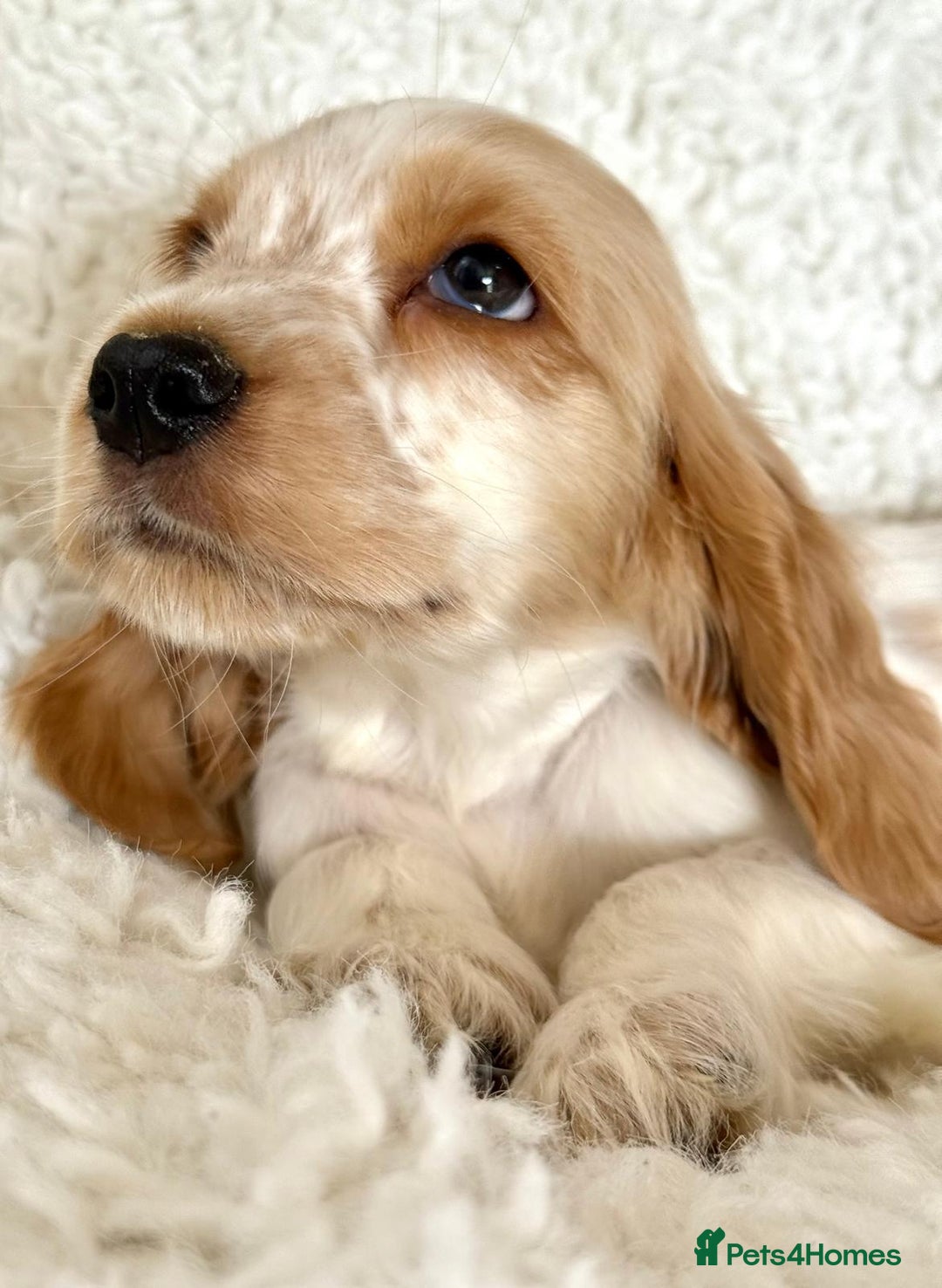 Cocker Spaniel dogs for sale: Golden Roan Full Health Tests Showline KC Reg Pups - Image 17