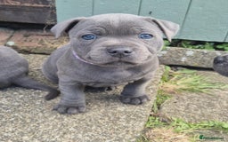 Staffordshire Bull Terrier dogs for sale: Staffordshire Bull Terrier Puppy purple  - Beautiful KC reg Blue Staffordshire bullterriers  - Image 13