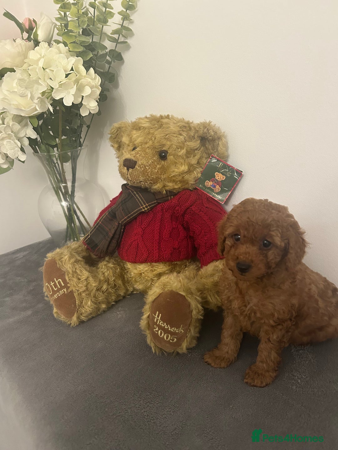 Cavapoo dogs for sale: outstanding Cavapoo’s, with heart tested parents - Advert 5