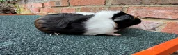 Guinea Pig rodents for sale: 2x Female Guinea Pigs  - Advert 4