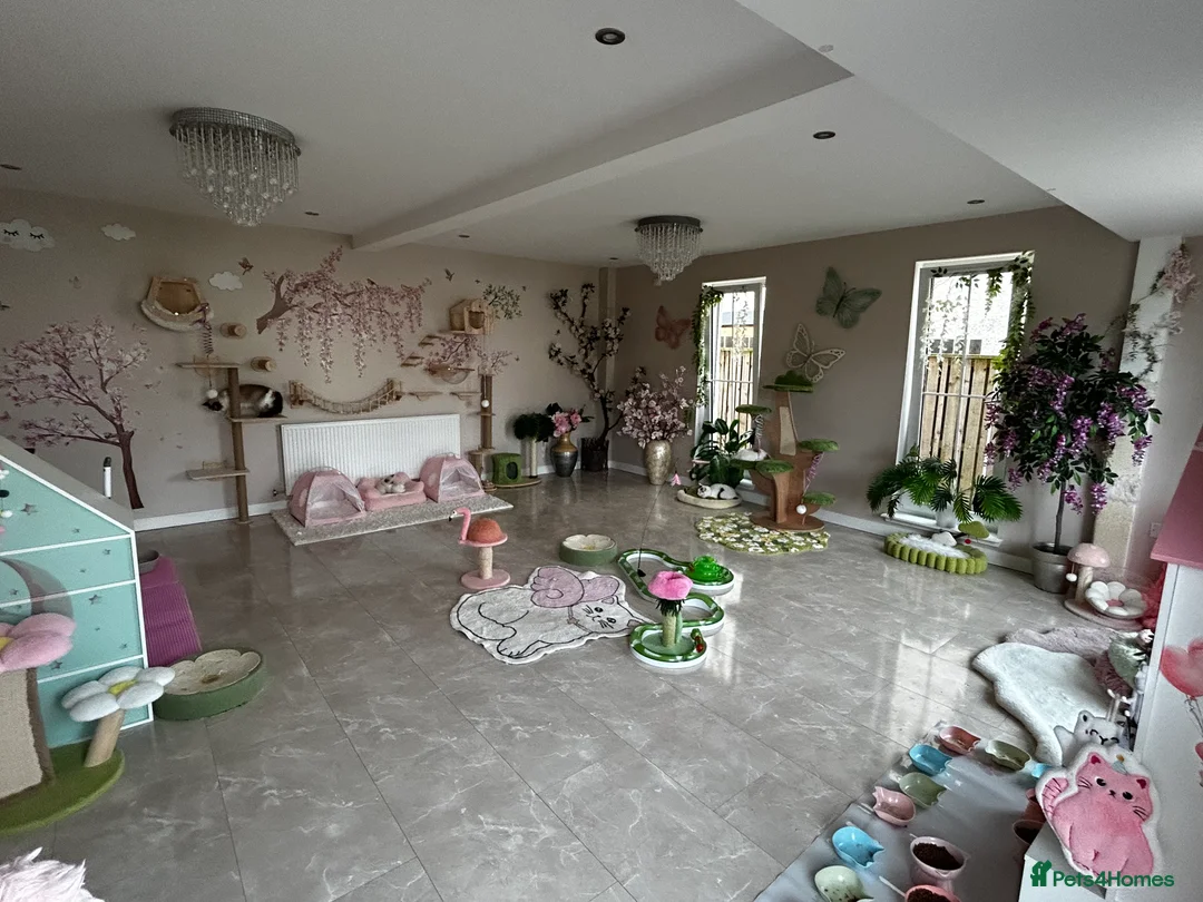 Ragdoll cats for sale: Beautiful Ragdoll kittens from Champion lines - Advert 17