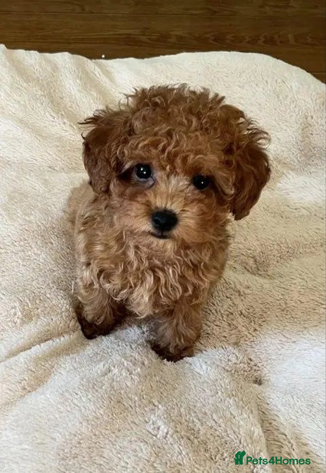 Maltipoo dogs for sale: Maltipoo girl  in London - Advert 2