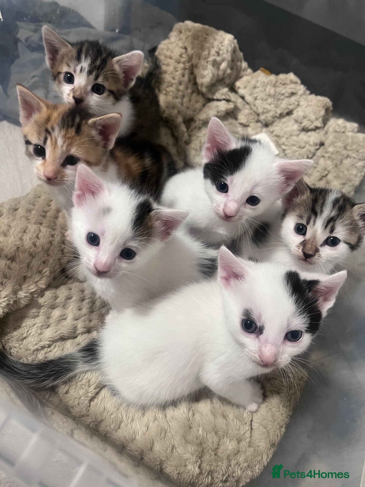 British Shorthair cats 2 wee gorgeous kittens  - Advert 8