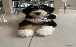 Standard Poodle dogs for stud: K.C Registered Standard poodle in Nottingham - Image 14