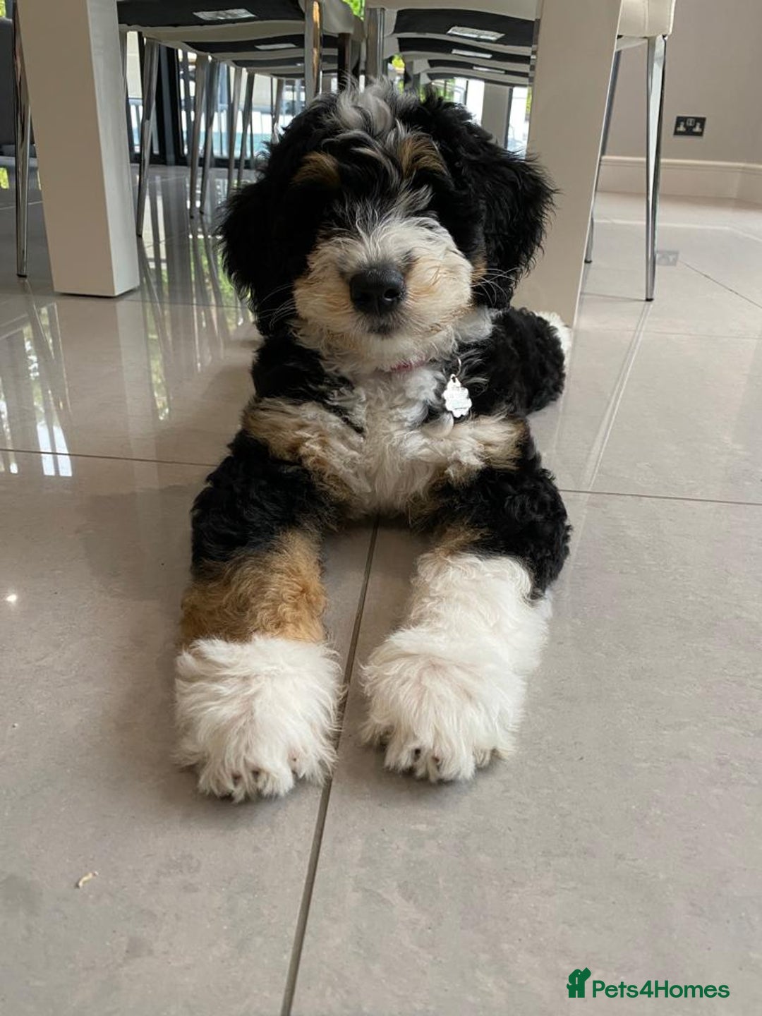 Standard Poodle dogs for stud: K.C Registered Standard poodle in Nottingham - Image 14