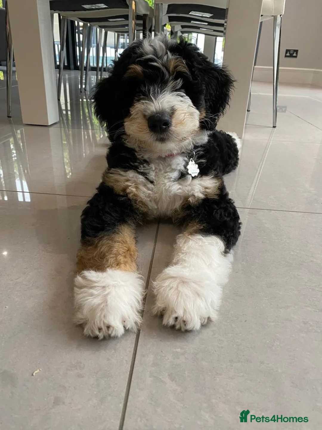 Standard Poodle dogs for stud: K.C Registered Standard poodle in Nottingham - Advert 14