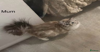Ragdoll cats - Advert 8