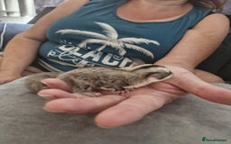 Sugar Glider rodents for sale: Breeding pair of  sugar gliders ready 13th sept   - Image 7