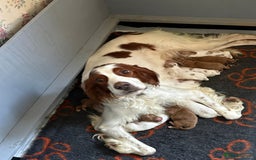 Irish Doodle dogs for sale: Irish red and white doodle puppies  - Image 1