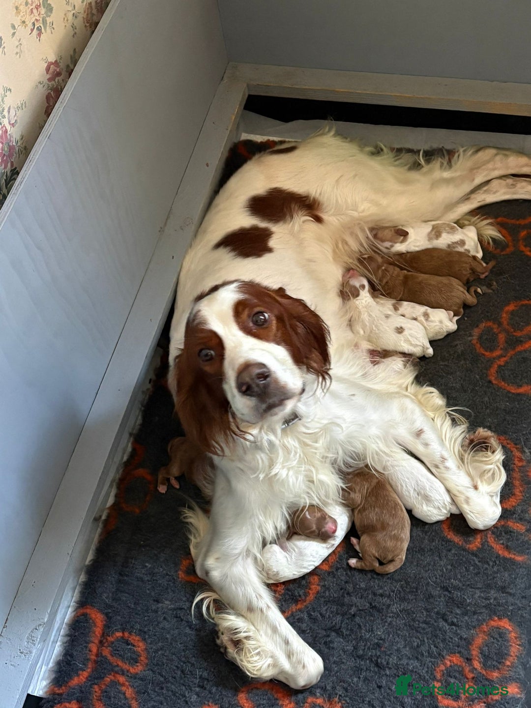 Irish Doodle dogs for sale: Irish red and white doodle puppies  - Image 1