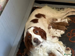 Irish Doodle dogs for sale - Advert 1