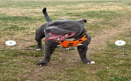 Staffordshire Bull Terrier dogs for sale: Full pedigree blue staffy pups - Image 6