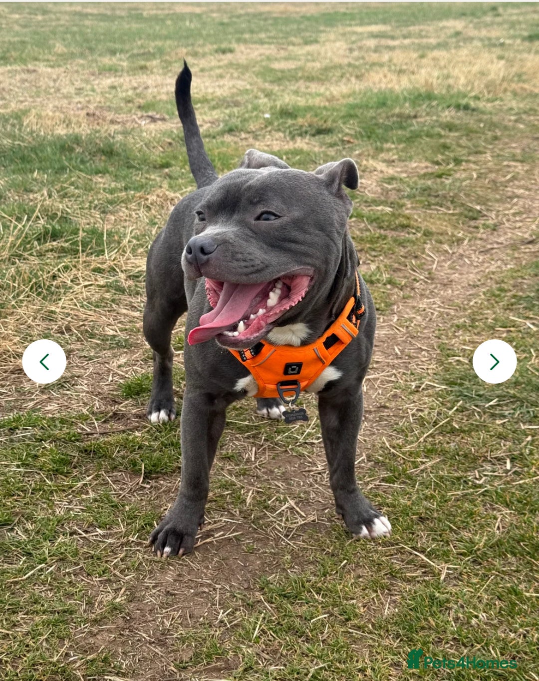 Staffordshire Bull Terrier dogs for sale: Full pedigree blue staffy pups - Image 6