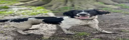 English Springer Spaniel dogs for sale: 5 KC Reg English springer spaniel puppies  - Advert 14