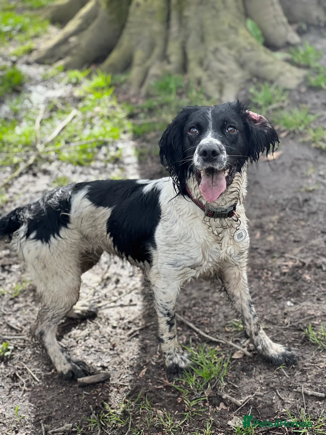 English Springer Spaniel dogs for sale: 5 KC Reg English springer spaniel puppies  - Advert 14