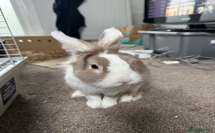 Lionhead rabbits - Advert 1