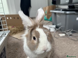 Lionhead rabbits - Advert 8