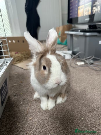 Lionhead rabbits - Advert 7