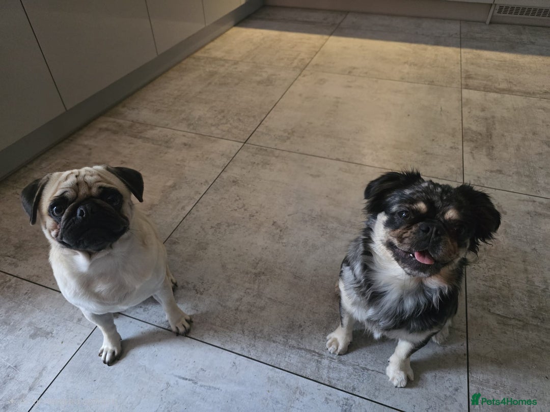 Pug dogs for sale: Beautiful Pug Puppies  - Advert 28