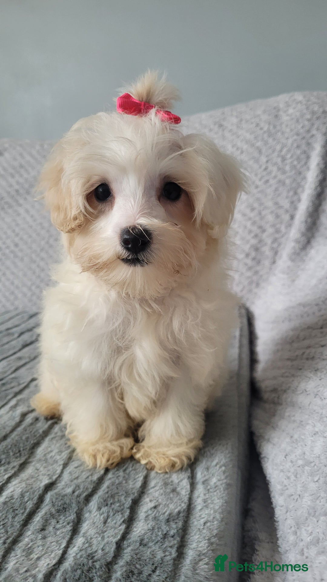 Maltipoo dogs for sale: Olivia M  - Advert 13