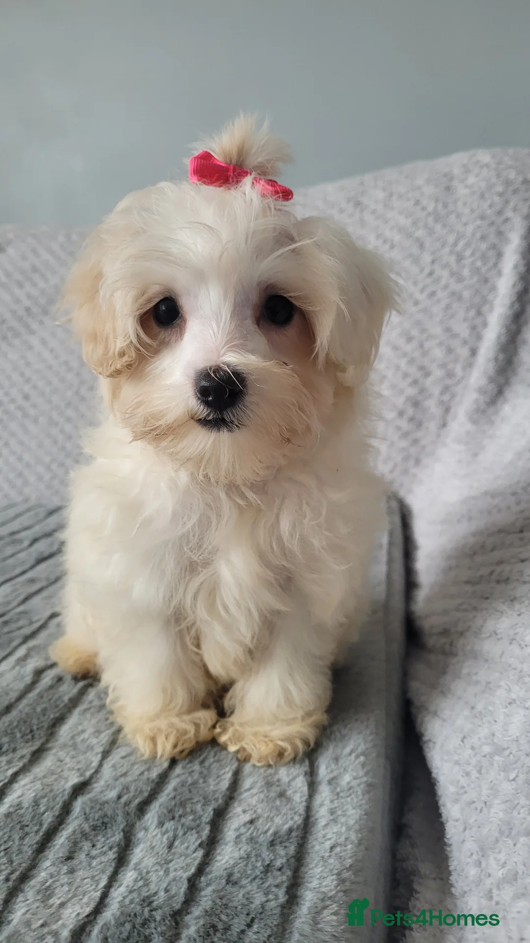 Maltipoo dogs for sale: Olivia M  - Advert 13
