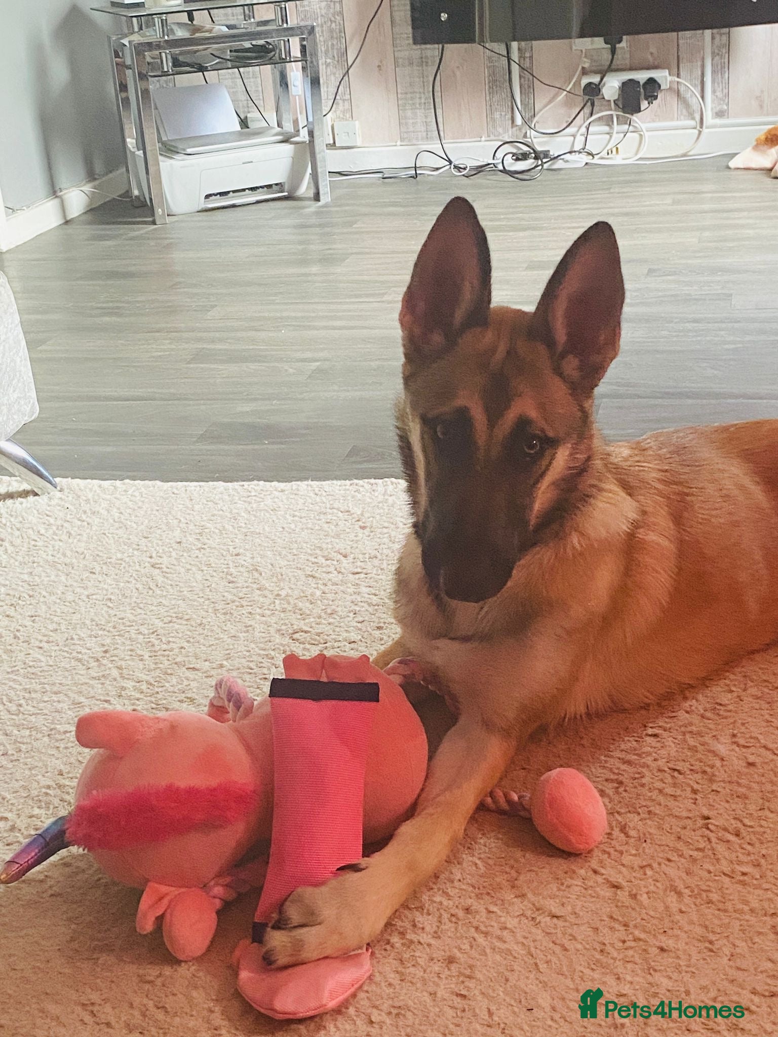 Mixed Breed dogs 10 month old puppy - Advert 1