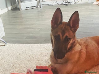 Mixed Breed dogs 10 month old puppy - Advert 2