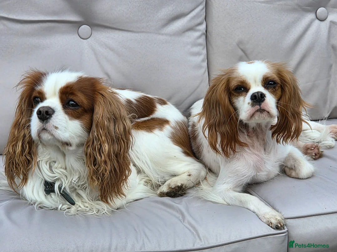 Cavalier King Charles Spaniel dogs for sale: Cavalier King Charles Spaniel Puppies for sale - Advert 2