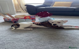 American Bulldog dogs for sale: American Bulldog 8 month puppy (Not XL Bully) - Image 2