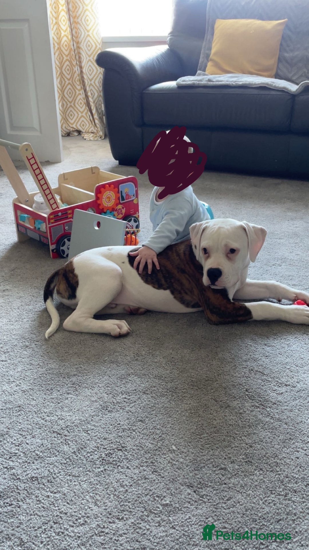 American Bulldog dogs for sale: American Bulldog 8 month puppy (Not XL Bully) - Image 2