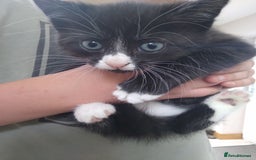 Mixed Breed cats for sale: 1 grey girl left, very lively and lots of fun in Welshpool - Image 10
