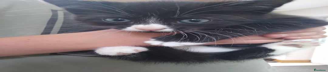 Mixed Breed Kitten 3