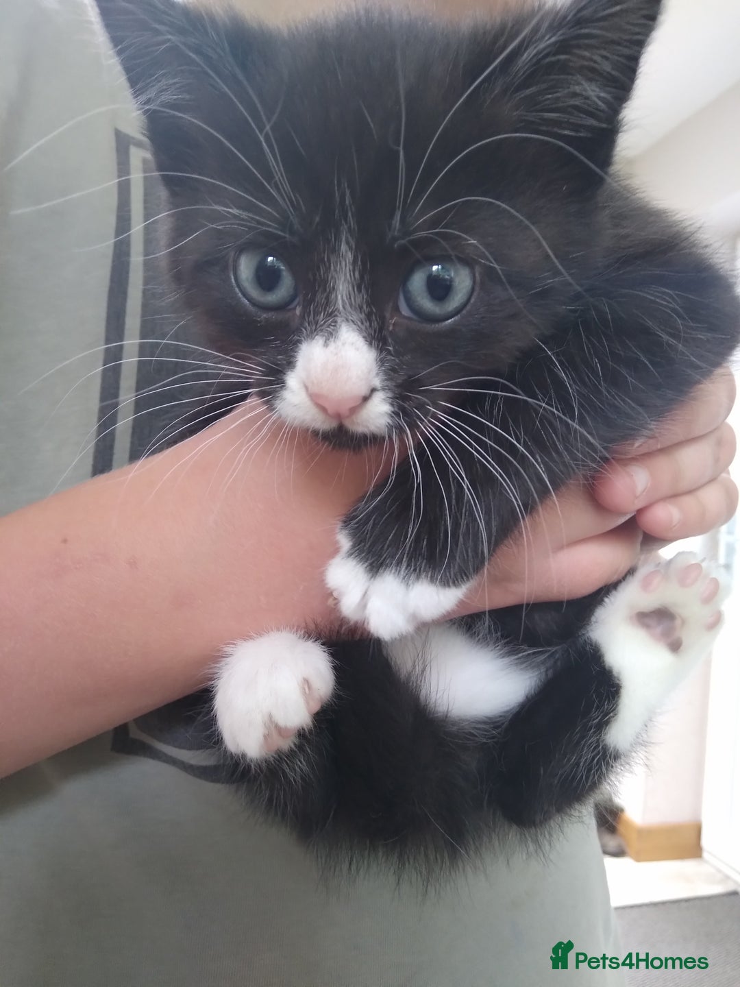 Mixed Breed cats for sale: 1 grey girl left, very lively and lots of fun in Welshpool - Image 10