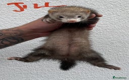 Ferret rodents for sale: Kits for sale - Image 5