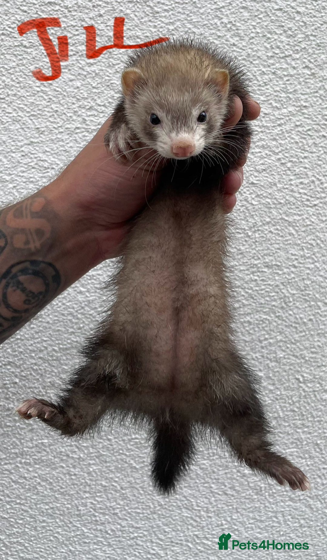 Ferret rodents for sale: Kits for sale - Image 5