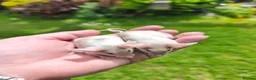 Mouse rodents for sale: Beautiful female mice available lots of colours - Advert 4